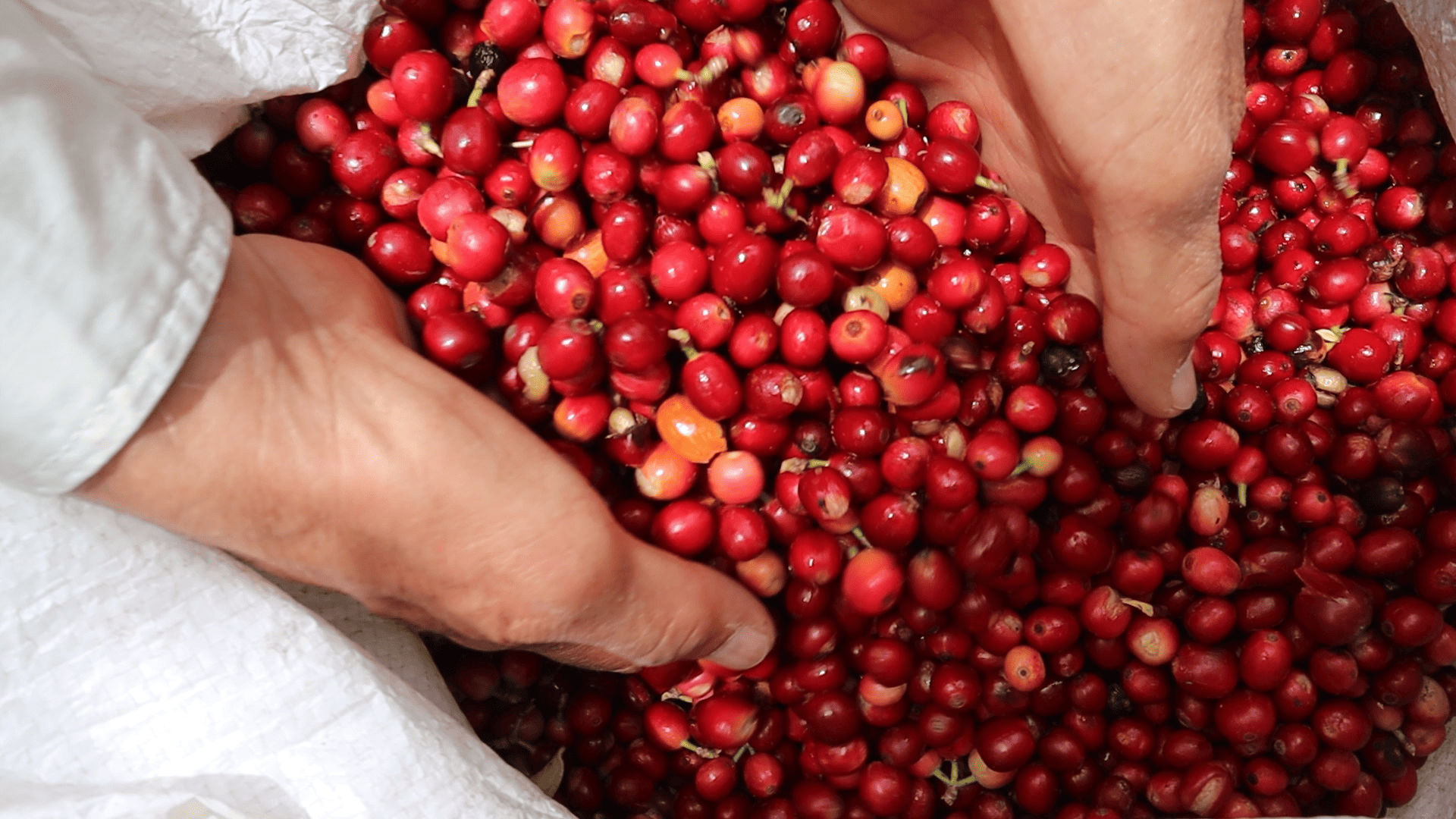 Coffee process